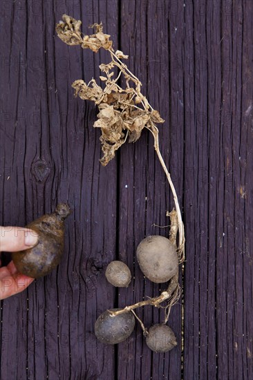 Mixed race woman with variety of potatoes on board