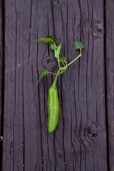 Close up of fresh chili pepper on board