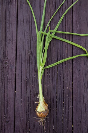 Close up of fresh chives on board