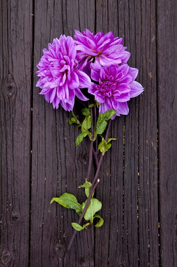 Close up of fresh dahlia flowers on board