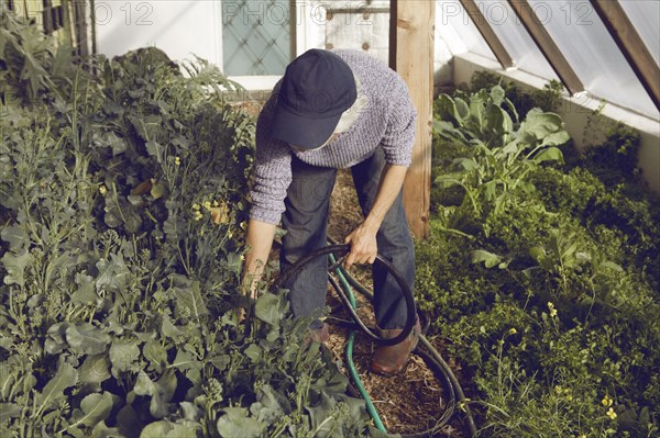 Gardener watering plants in greenhouse