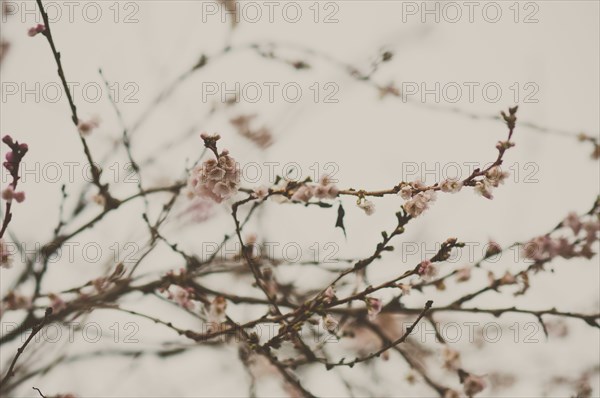 Low angle view of flowering tree branches