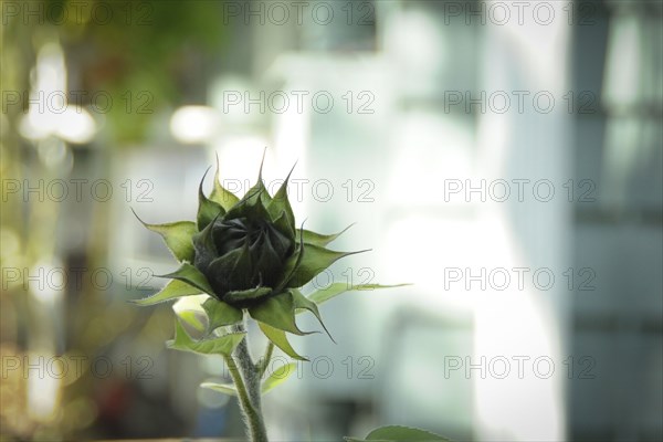 Close up of flower bud growing outdoors