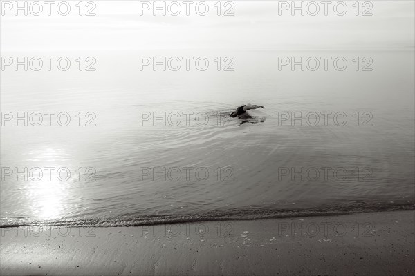 Bird swimming in ocean