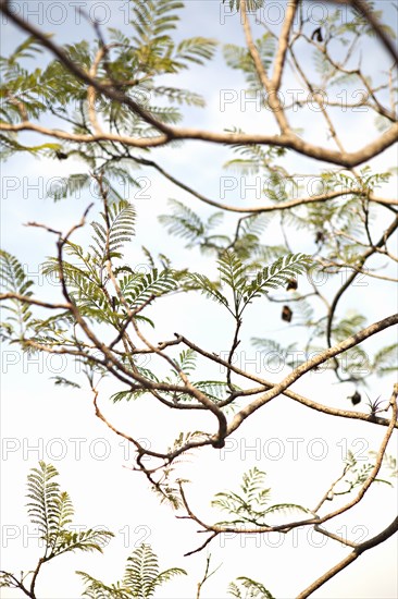 Low angle view of tree branches under sky