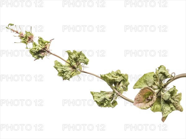 Close up of drying leaves on stalk