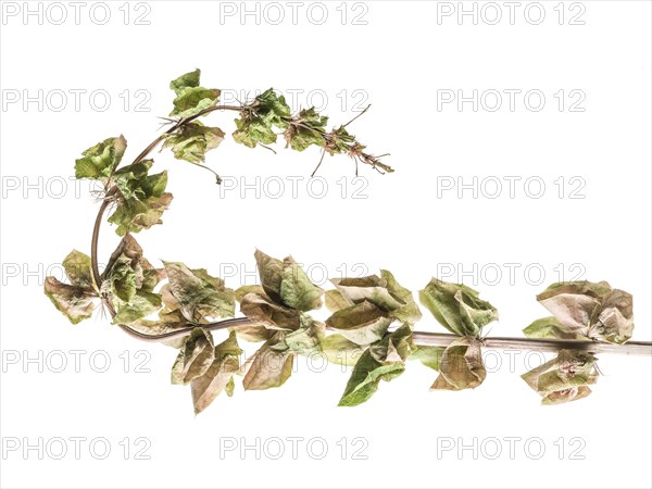 Close up of drying leaves on stalk