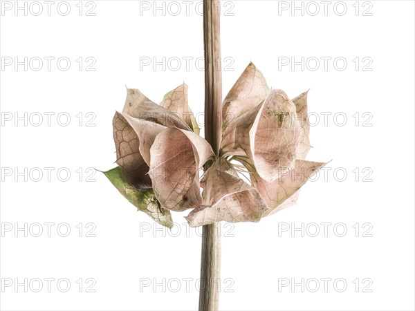 Close up of dying flowers on stalk