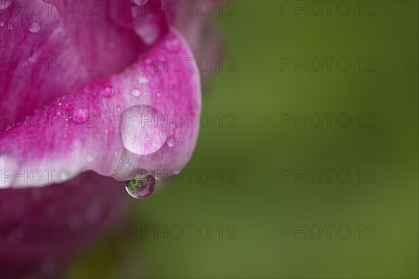 Close up of water droplet on flower petal