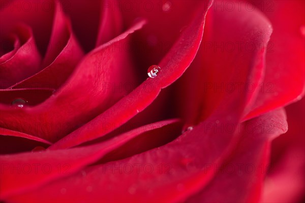 Close up of water droplet on rose petal