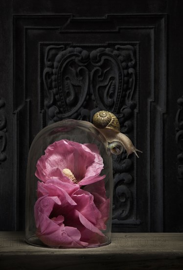 Close up of snail crawling on glass jar over flower