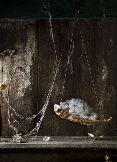 Cotton and drying leaves hanging in cobwebs