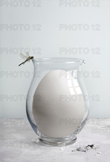 Dragonfly perching on glass pitcher with oversized egg