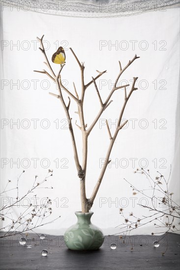 Butterfly perching on branches in ceramic vase