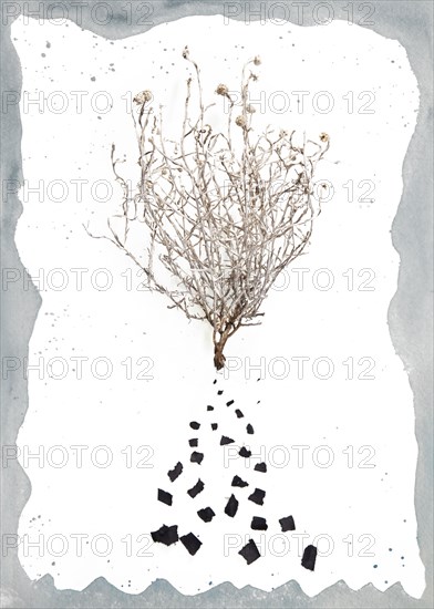 Dry branch with scattered debris