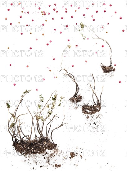 Dry plant bulbs and scattered berries