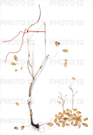 Dry branch with scattered autumn leaves