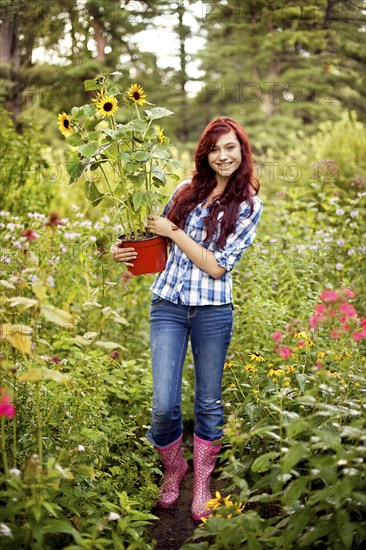 Gardener carrying sunflower plant in field
