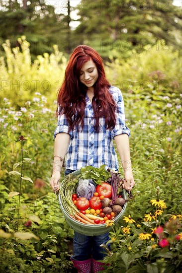 Gardener picking vegetables in garden