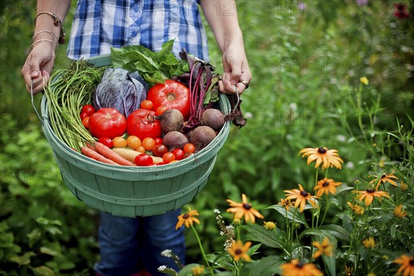 Gardener picking vegetables in garden