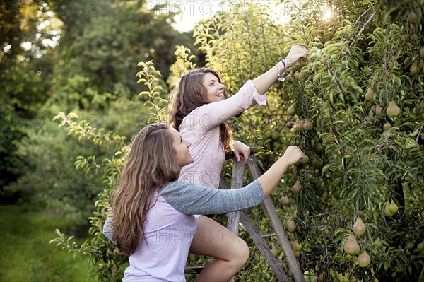 Caucasian women picking fruit in orchard