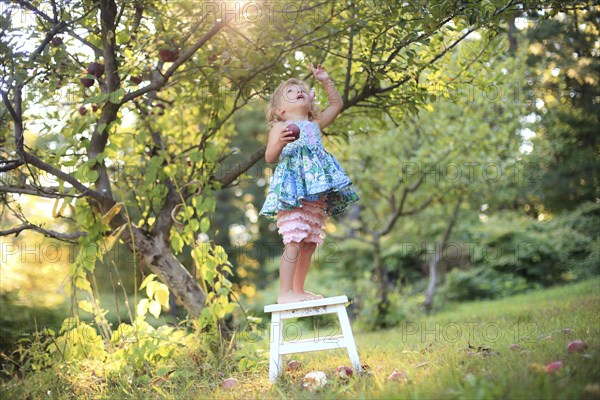 Girl picking fruit from trees in rural orchard