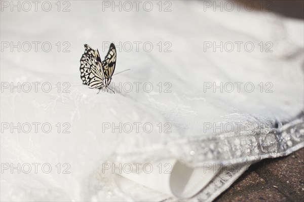 Close up of butterfly on wedding dress