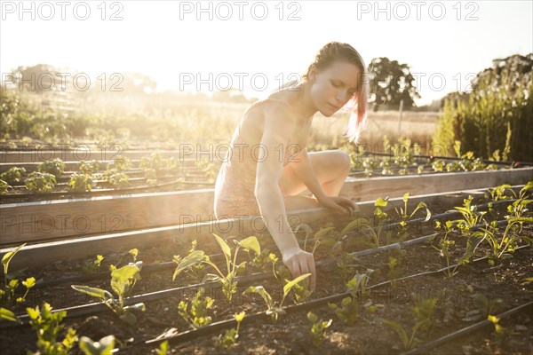 Caucasian gardener weeding plants in garden