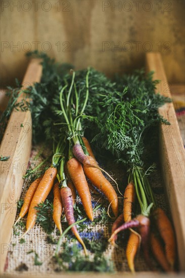 Close up of fresh carrots