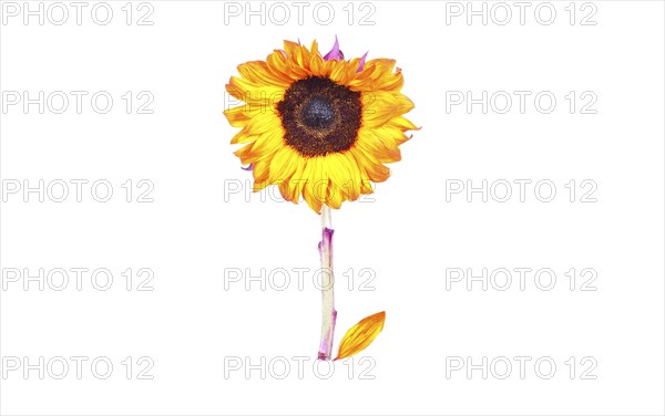 Sunflower on glass stem