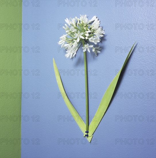 Close up of flower display pinned to board