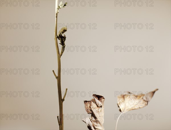 Close up of dried leaves and stem