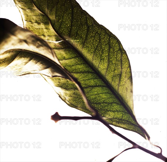 Close up of dried leaves