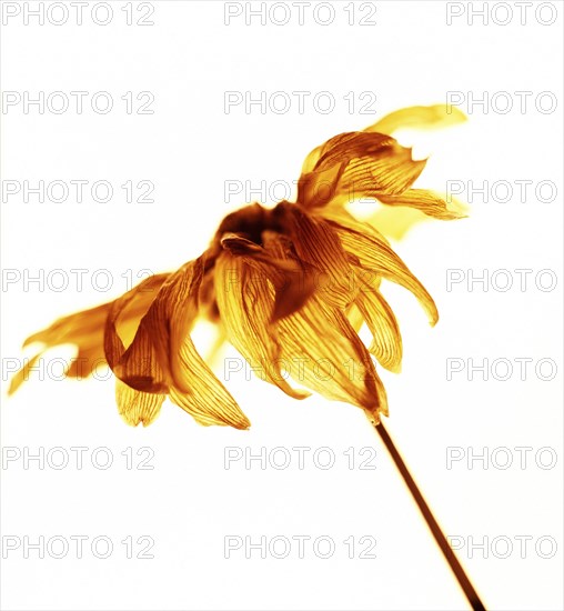 Close up of dried wilting flower