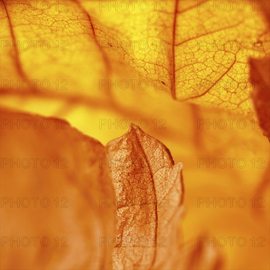 Close up of dried autumn leaf