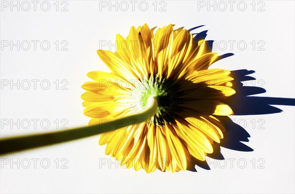 Close up of upside down daisy