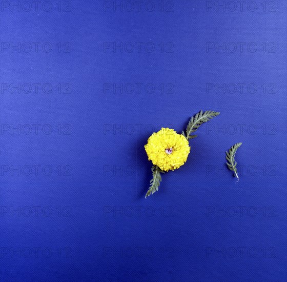 High angle view of flower and leaves