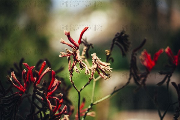 Close up of wilting flowers on shrub