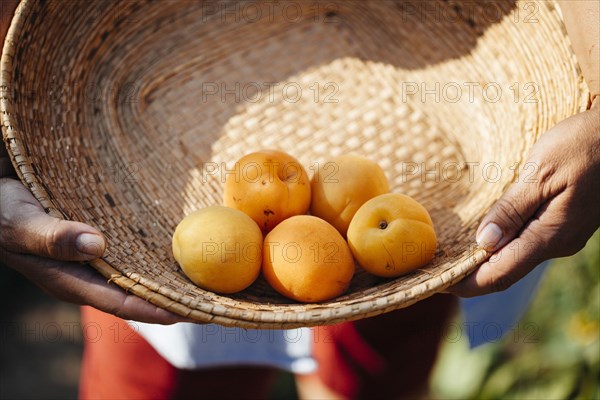 Hispanic woman holding basket of fresh fruit