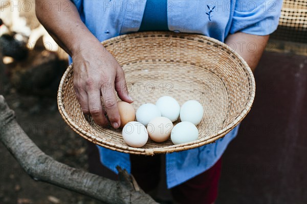 Hispanic farmer gathering fresh eggs in basket