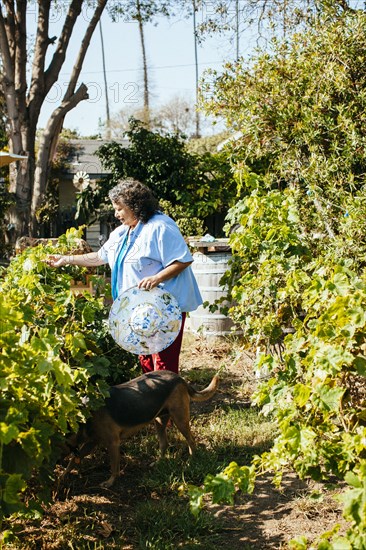 Hispanic gardener examining plants in backyard