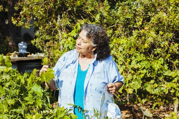 Hispanic gardener examining plants in backyard