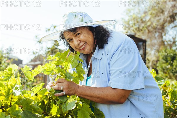 Hispanic gardener examining plants in backyard