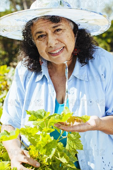 Hispanic gardener examining plants in backyard