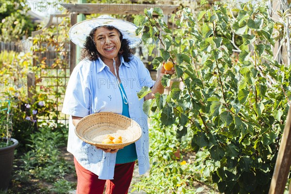 Hispanic gardener picking fruit in backyard