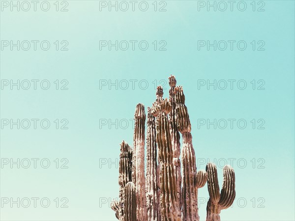 Low angle view of cactus under blue sky