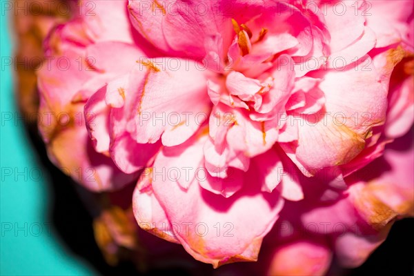 Close up of wilting flower petals