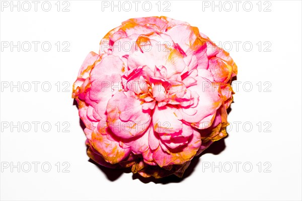 Close up of wilting flower petals