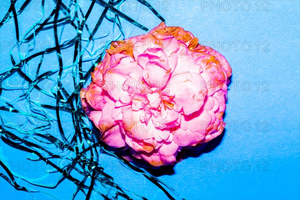 Close up of wilting flower petals