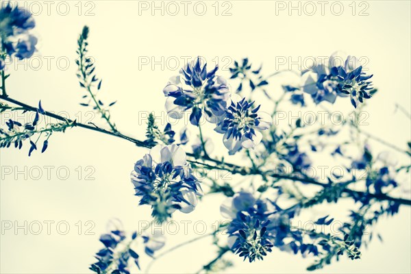 Close up of flowers growing on plant branch